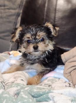 Choupinette, Yorkshire Terrier