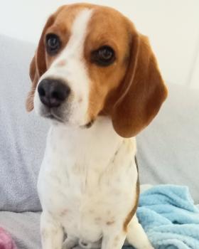 Bailey, Beagle