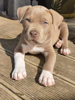 2Pac, American Staffordshire Terrier