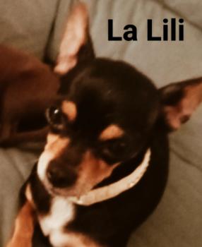 Lili, Chihuahua
