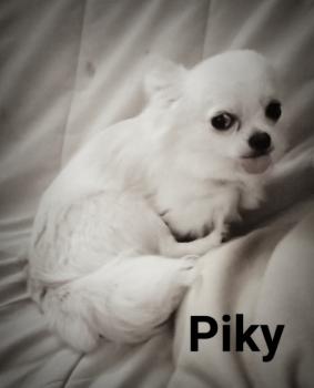 Piky, Chihuahua