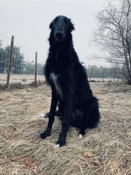 Namo, Borzoi