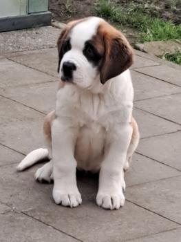 Viky, Saint Bernard