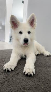 Duke, Weißer Schweizer Schäferhund