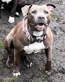 Kenia, American staffordshire terrier