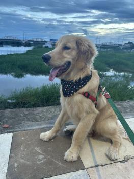 Theo, Golden Retriever