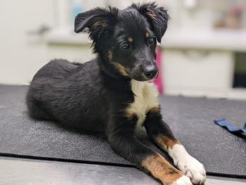 Cousteau, Australischer Schäferhund