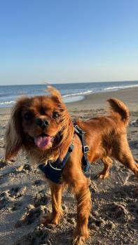 Rio, Cavalier King Charles Spaniel