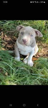 Baby D, American staffordshire terrier