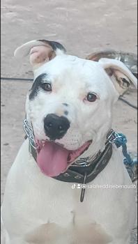 Liza, Dogo Argentino