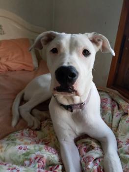 Regina, Dogo Argentino