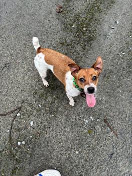 Nihal, Parson Jack Russell Terrier (De Pelaje Corto - Suave)