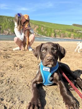 Dexter, Springer Spaniel Inglese