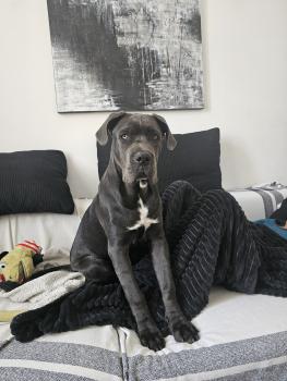 Storm, Cane Corso