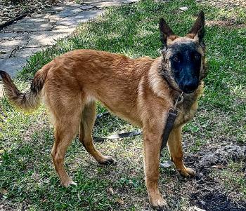Zara, Malinois Shepherd Dog