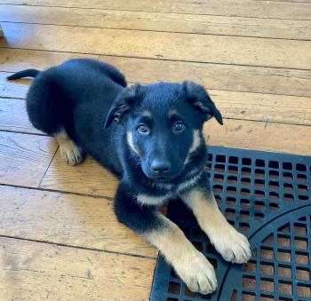 Farah, German Shepherd Dog