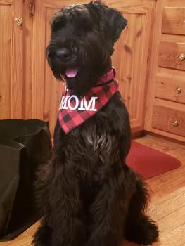 Maisy, Schnauzer Gigante