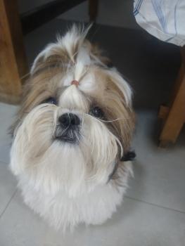 Theo, Shih Tzu