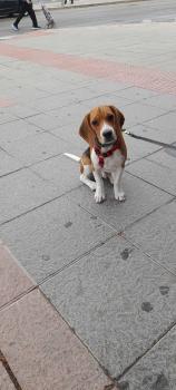 Belin, Beagle