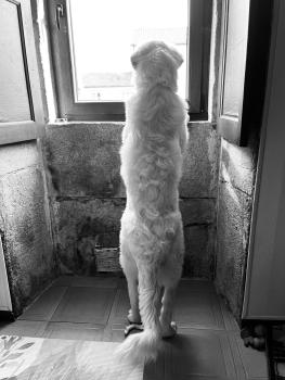 Terra-Cova, Pyrenean Mountain Dog