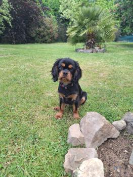 Vindy, Cavalier King Charles