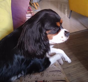 Frida, Cavalier King Charles