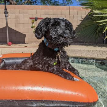 Zion, Schnauzer gigante