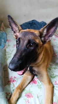 Pandora, Pastor Belga Malinois