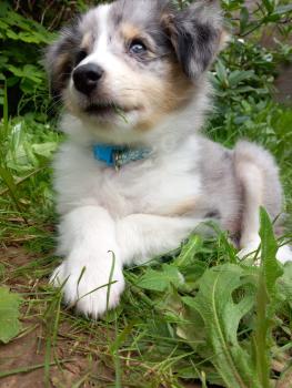 Vico, Sheltie (Shetland Sheepdog)