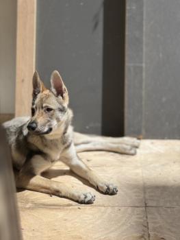 Grey, Perro lobo checoslovaco