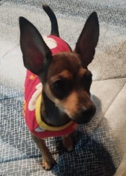 Cacau, Pinscher