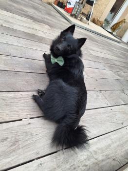 Slash, Schipperke