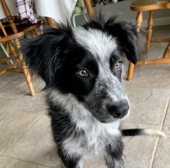 Ollie, Border Collie