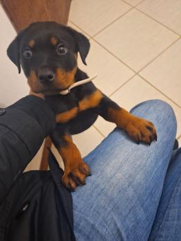 Luke, Rottweiler