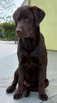 Maïa, Labrador Retriever