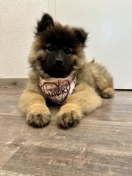 Naoki, Eurasier
