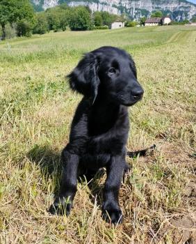 Vandale, Flat-Coated Retriever