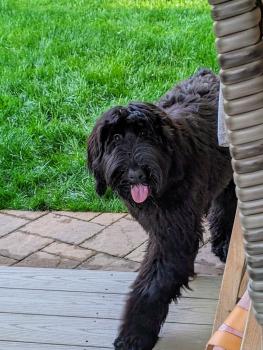 Freyja, Giant Schnauzer