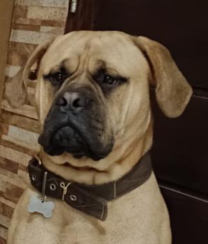 Rollo, Bullmastiff