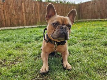 Marvel, Bulldog Francés