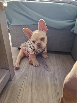 Milka, Bulldog Francés
