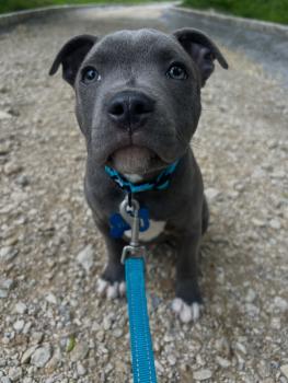 Venom, Staffordshire Bull Terrier