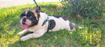 Floki, Bulldog Francés
