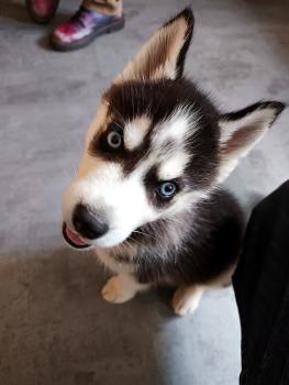 VOLTA, Siberian Husky