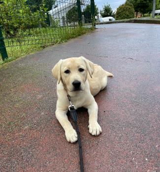 Daisy, Labrador