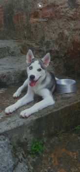 Nick, Husky Siberiano