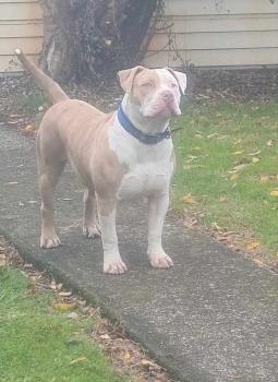 Honey, American bulldog