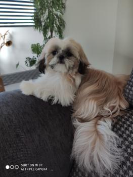 UDENN, Shih Tzu