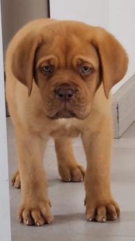 THEO, Dogue Bordeaux