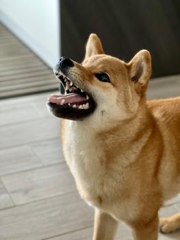 Hiroaki, Shiba Inu Japonés